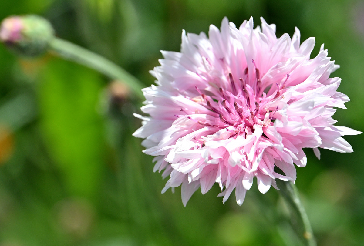 Z50_4952.JPG