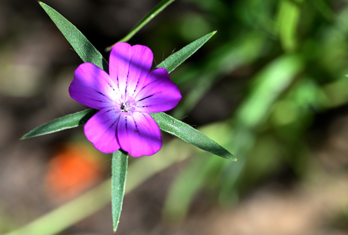 Z50_4988.JPG