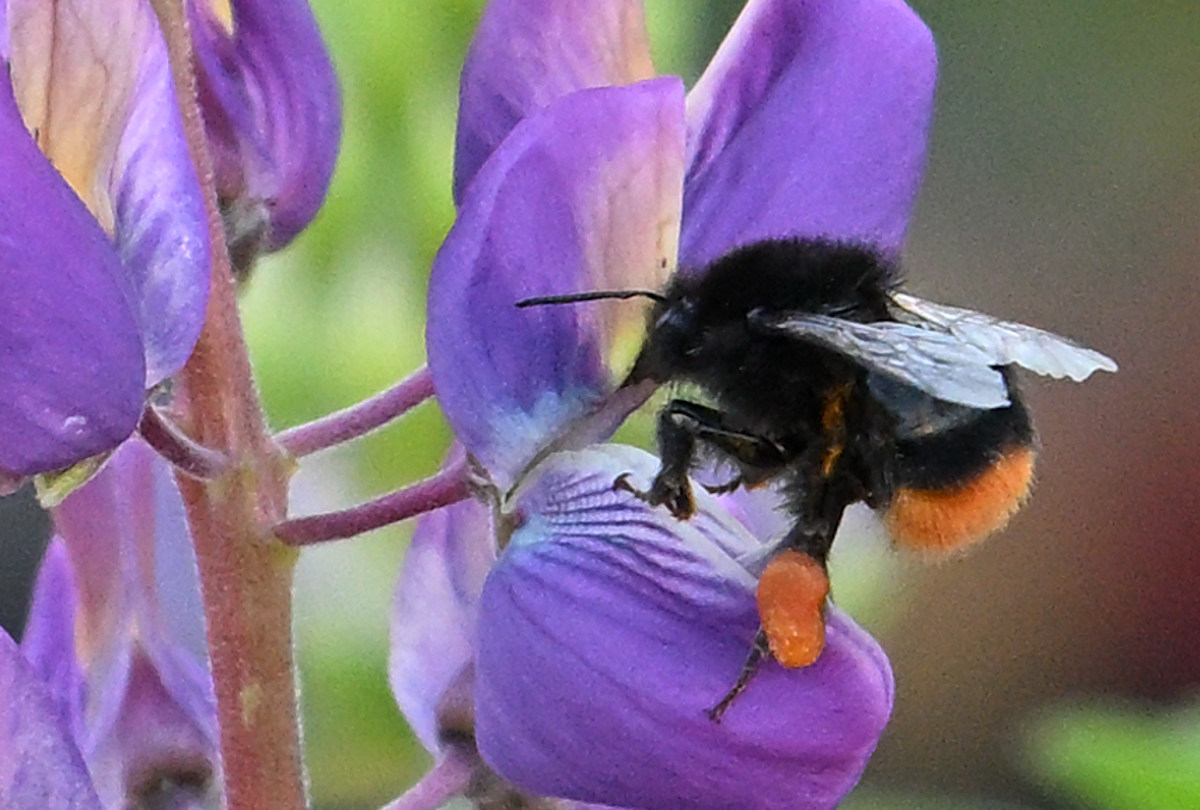Z50_5356.JPG