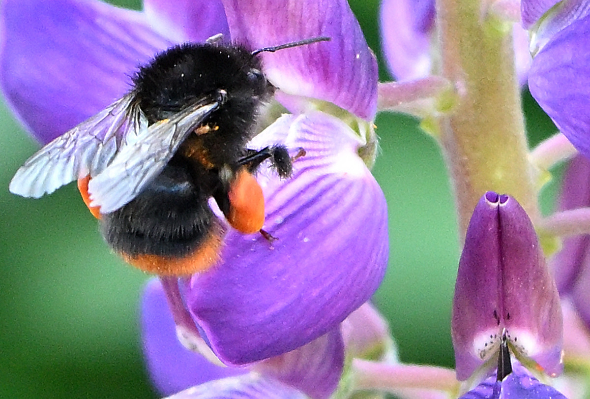 Z50_5390.JPG