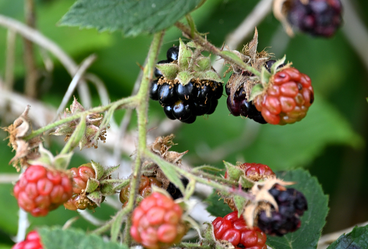 Z50_5578.JPG
