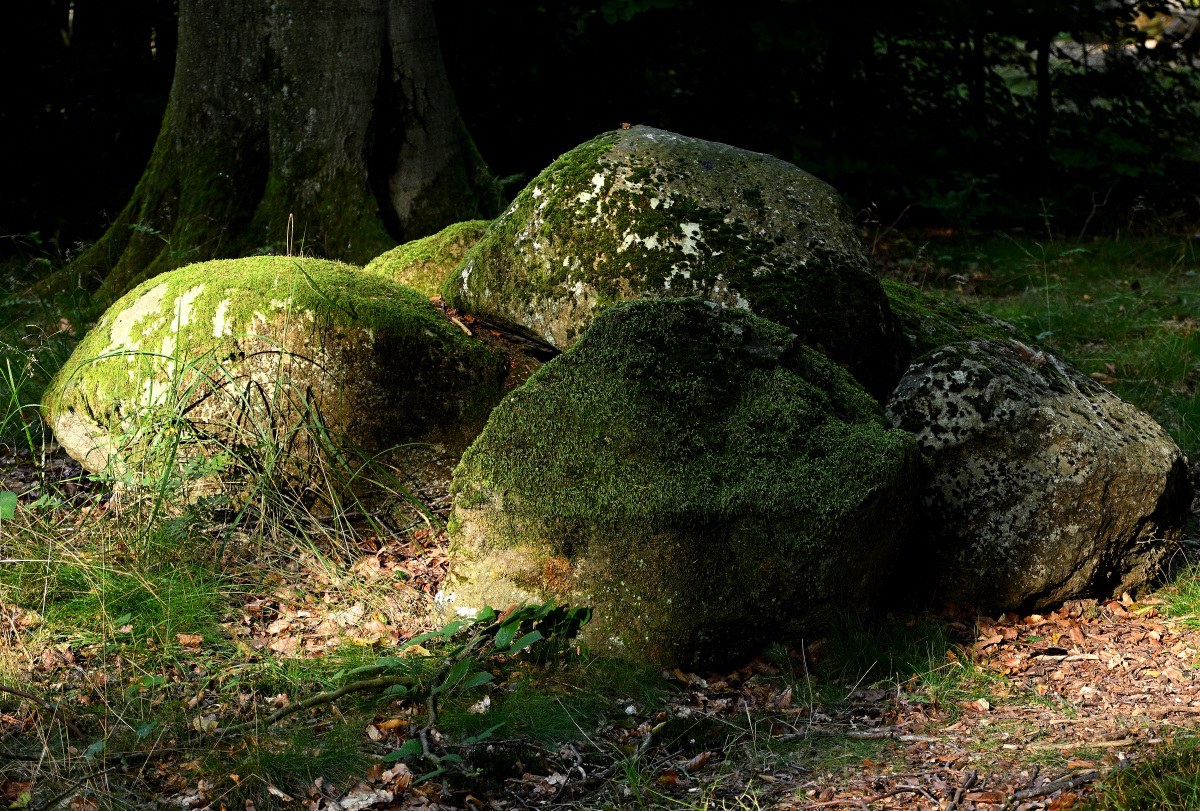 Z50_5581.JPG