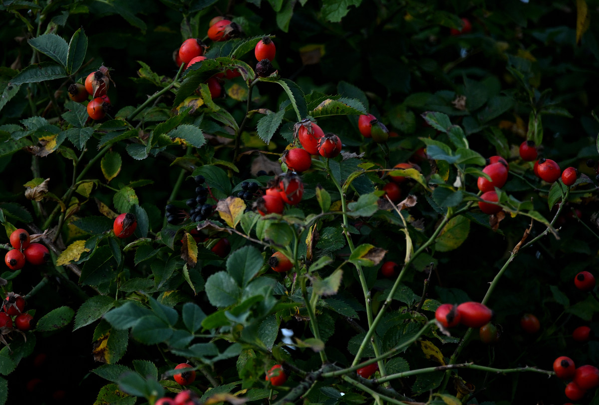 Z50_5762.JPG