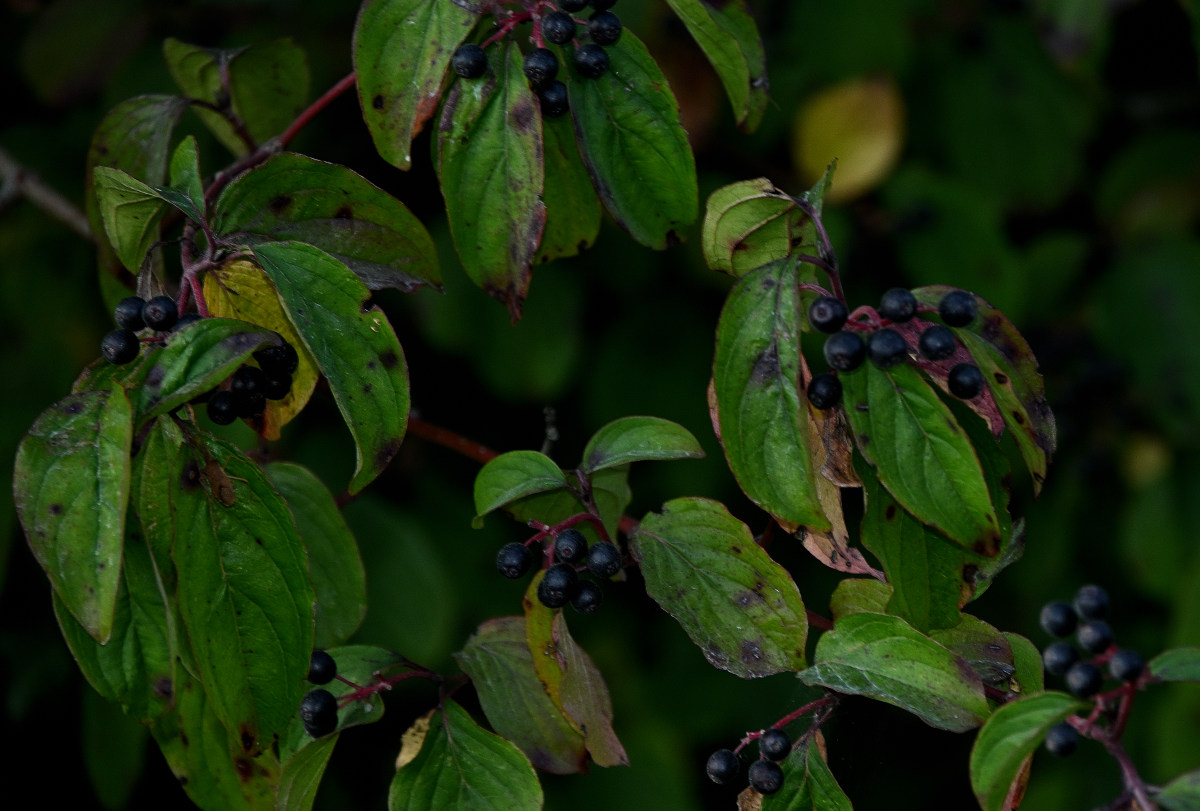 Z50_5770.JPG