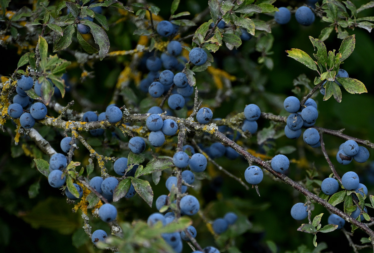 Z50_5774.JPG