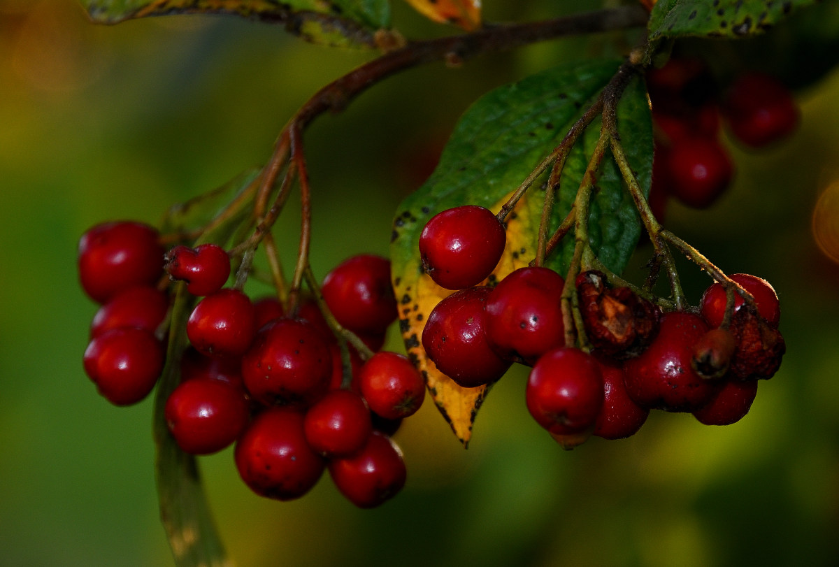 Z50_5779.JPG