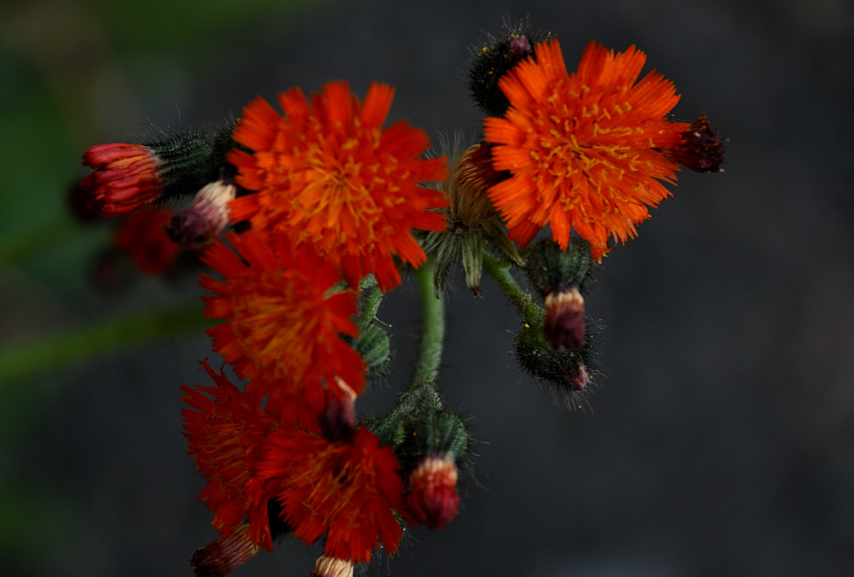 Z50_5780.JPG