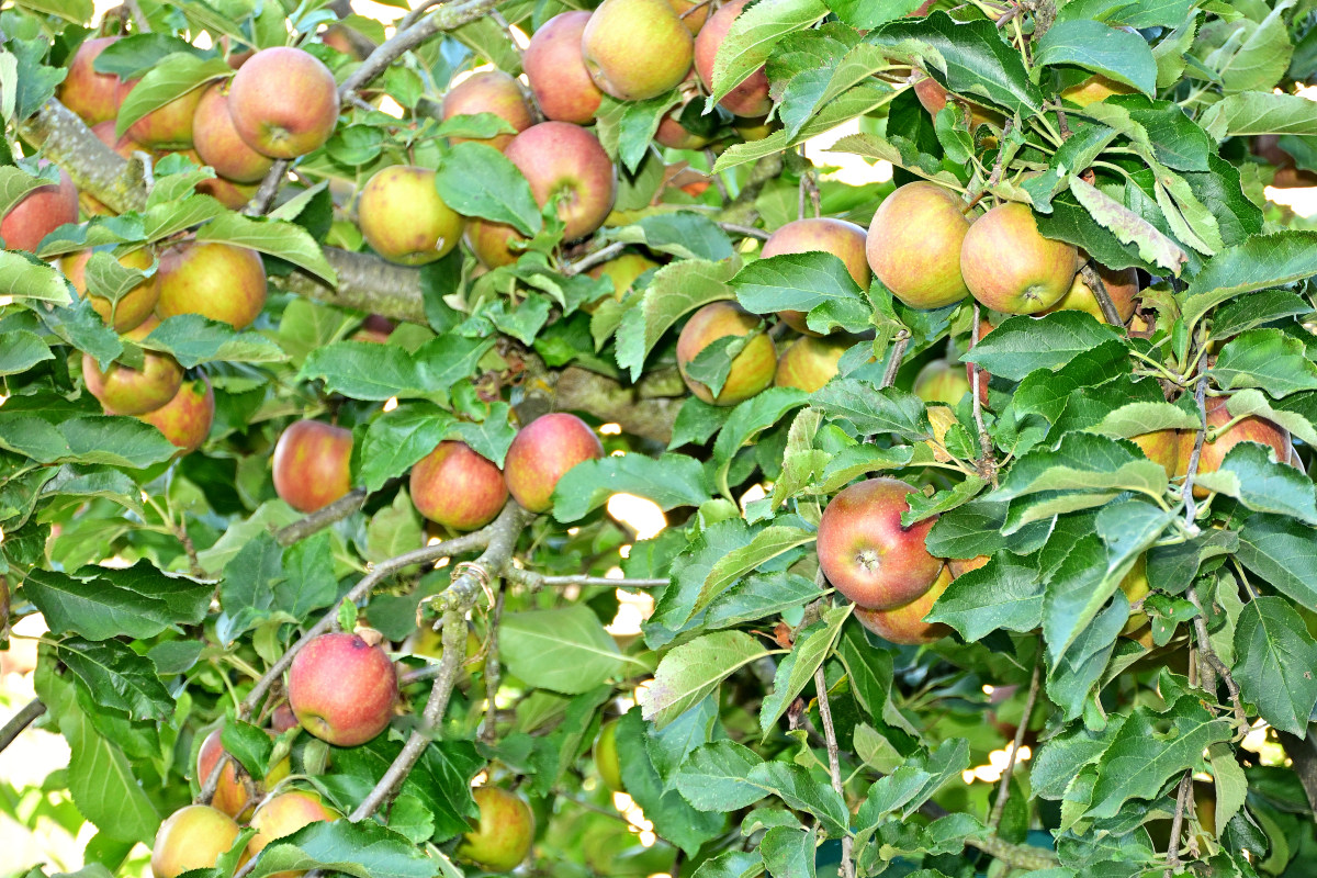 Z50_5827.JPG