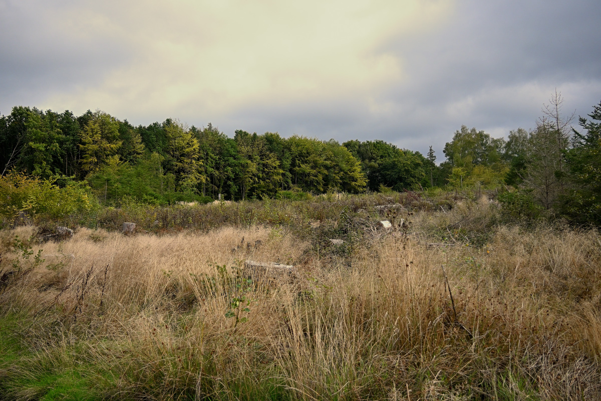 Z50_9599.JPG