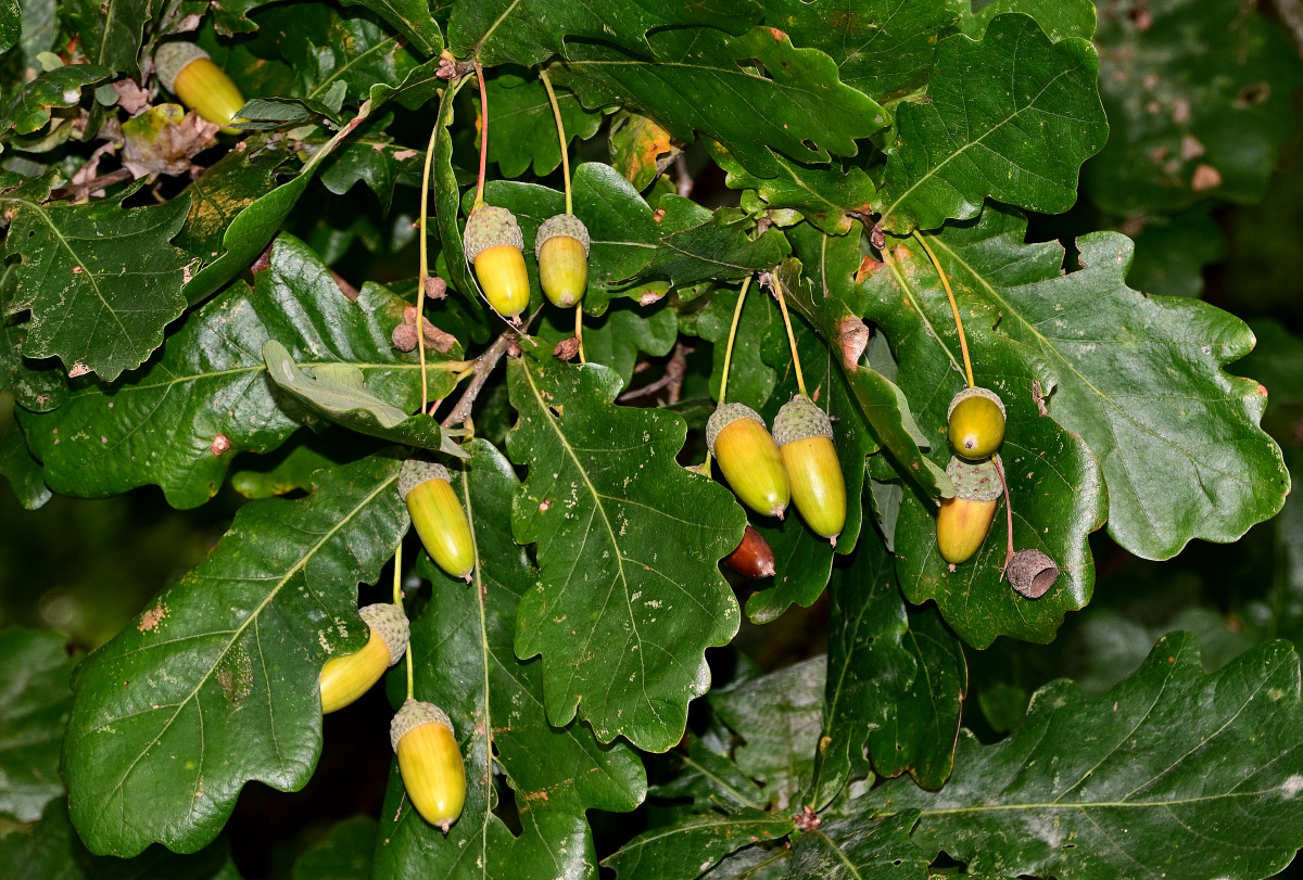 Z50_9637.JPG