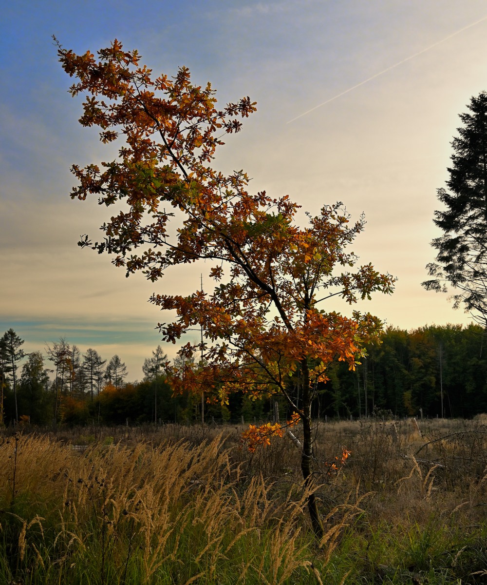 Z50_9651.JPG