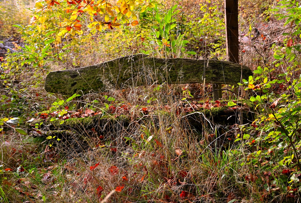 Z50_9654.JPG