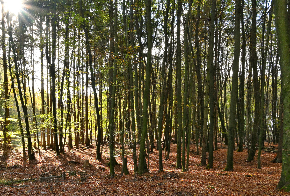 Z50_9853.JPG