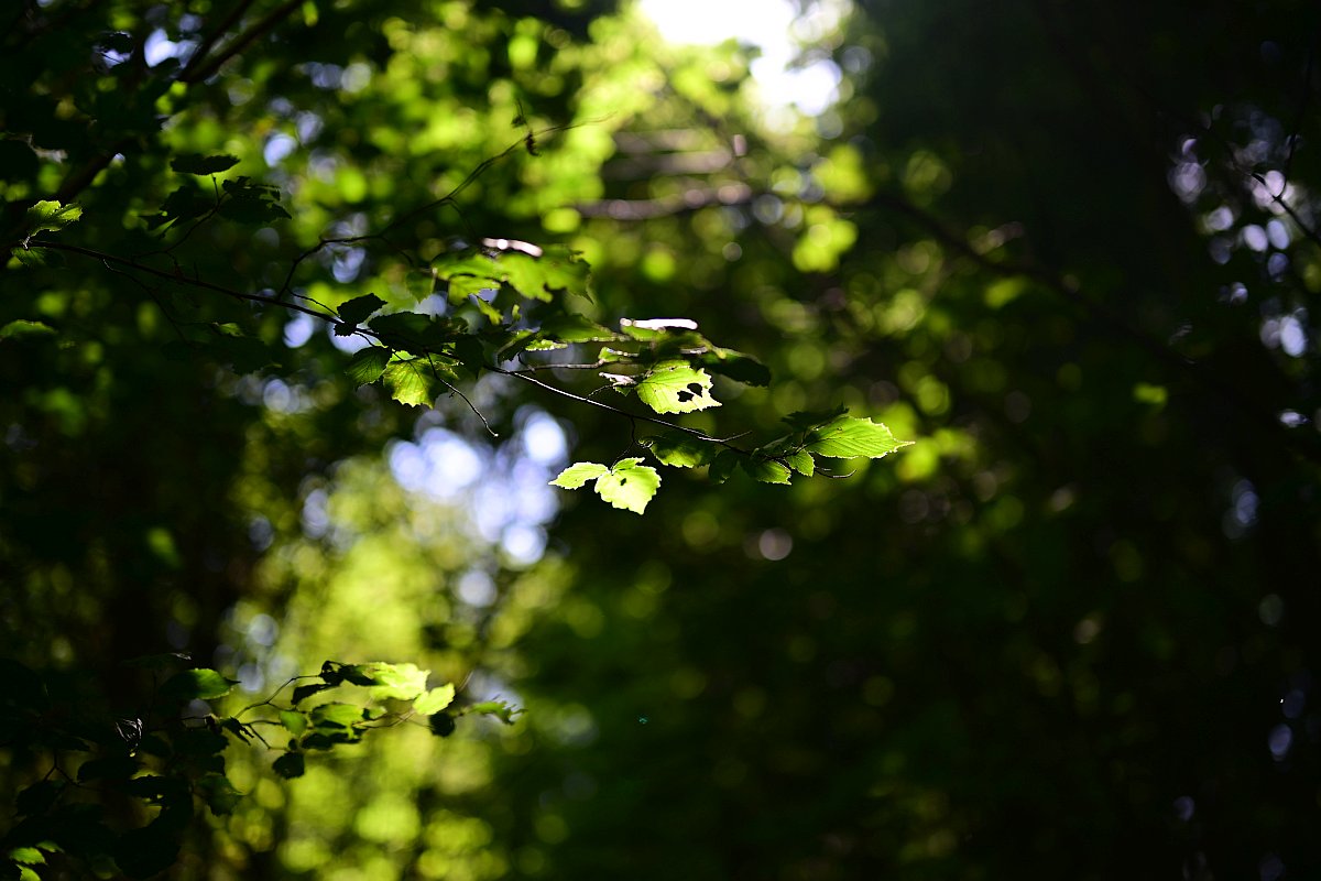 Z50mm_f1.2_Bokeh.jpg