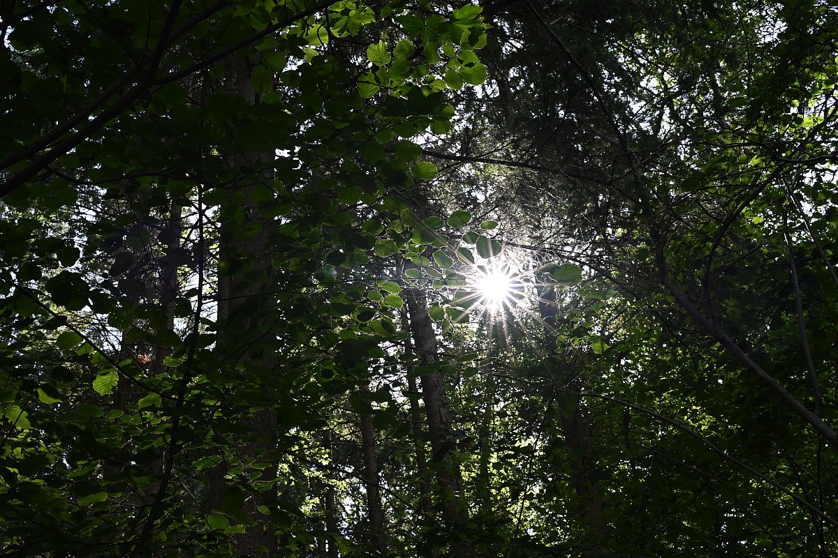 Z50mm_f1.2_Stern.jpg