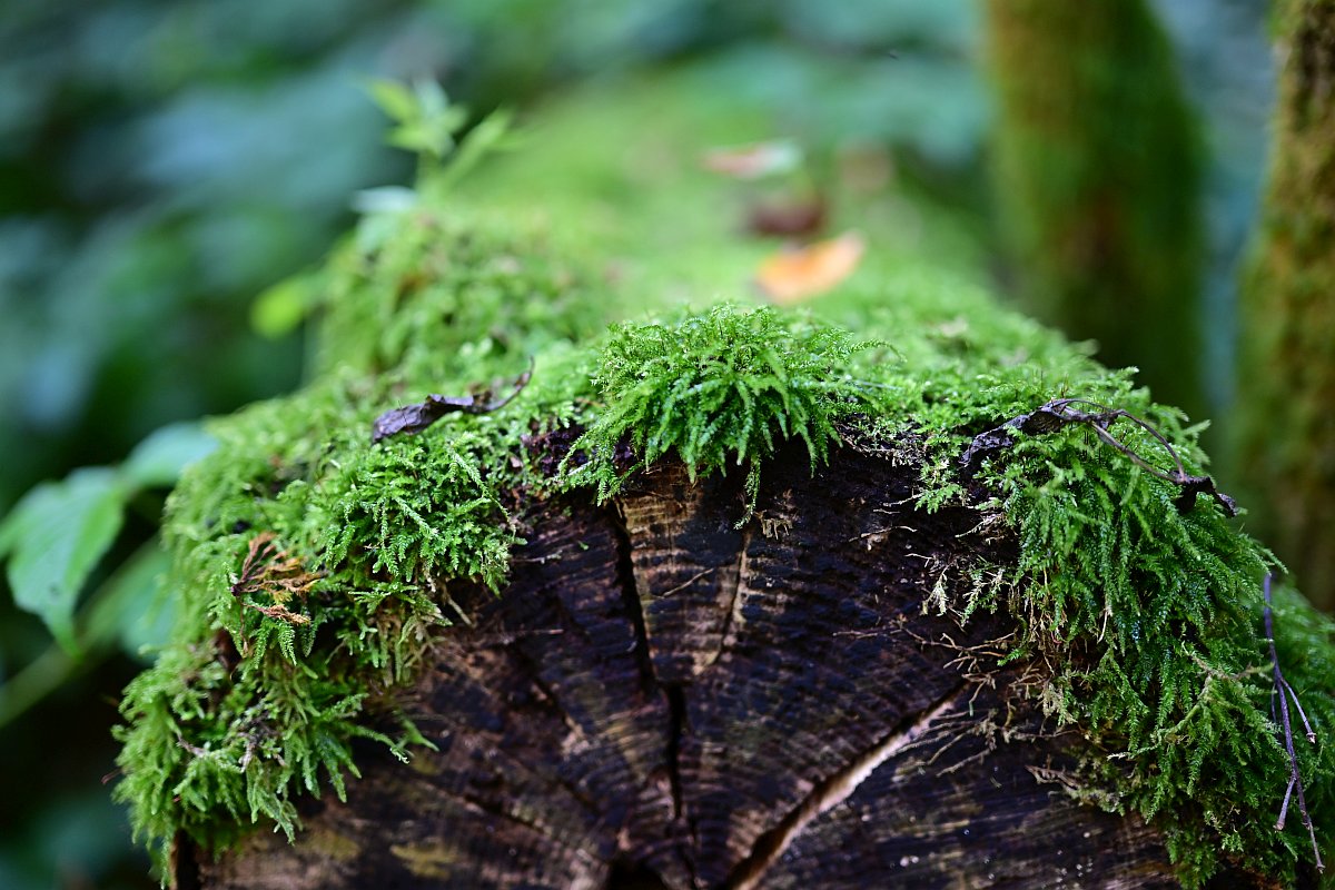 Z50mm_f1.2_Unschärfe 2.jpg
