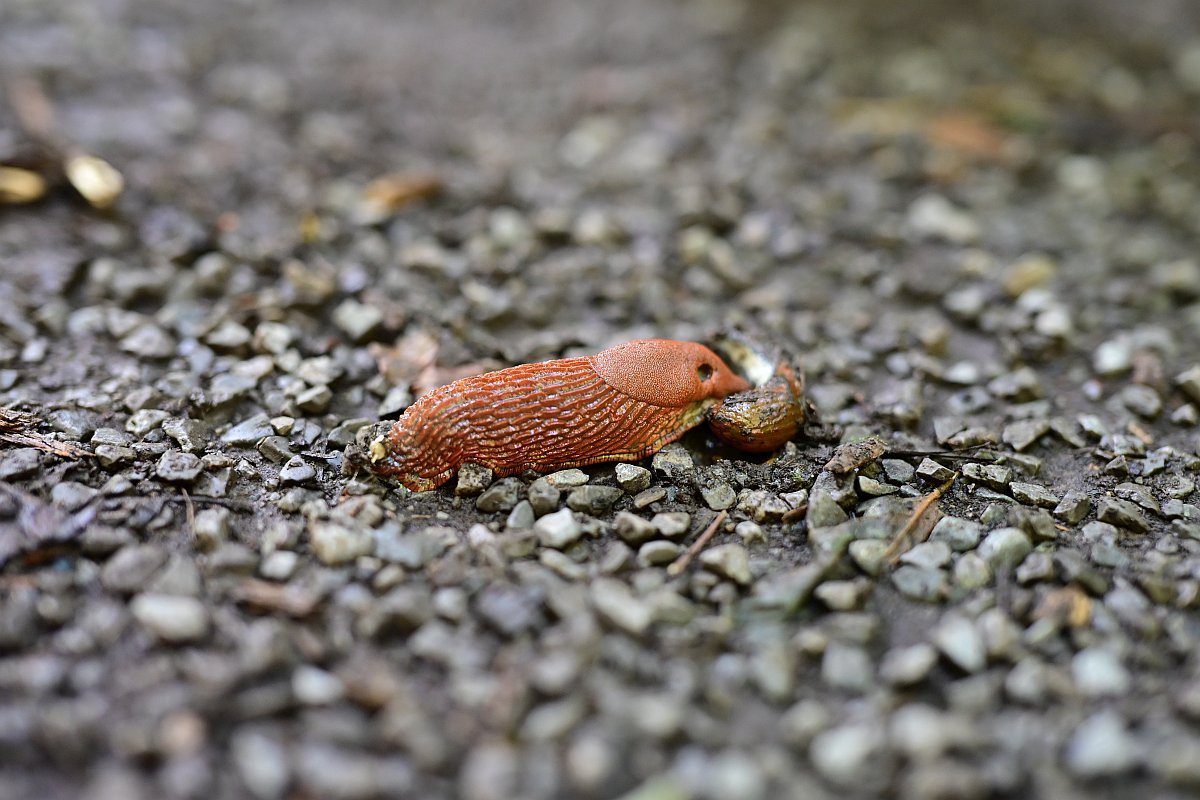 Z50mm_f1.2_Unschärfe 3.jpg