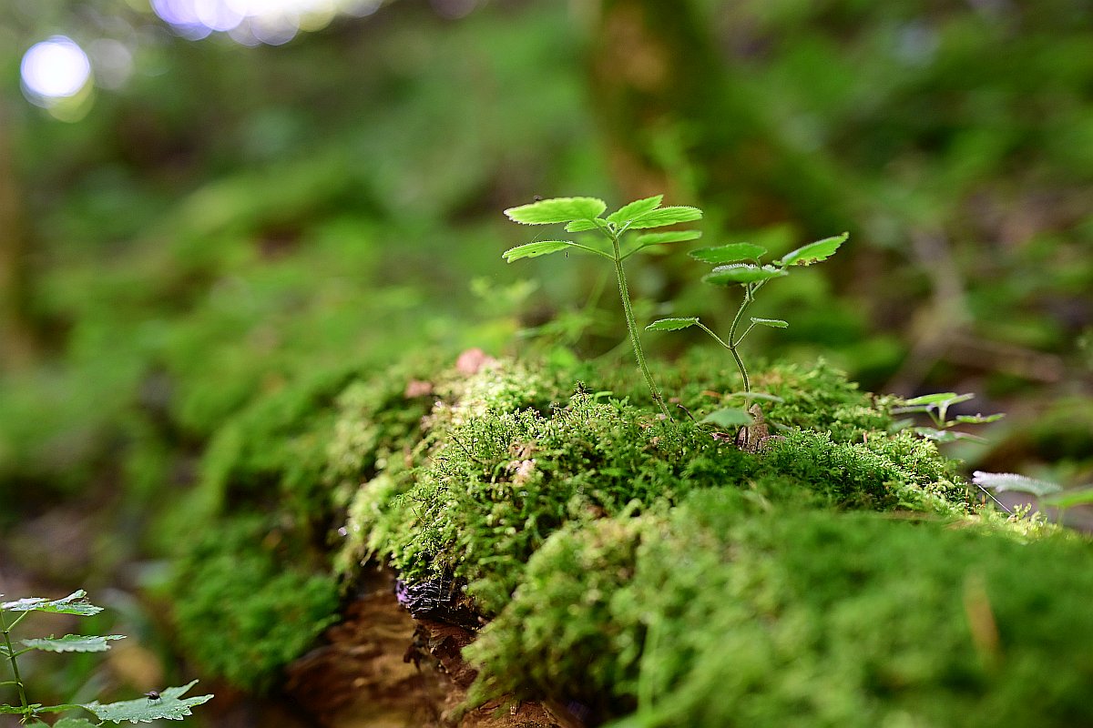 Z50mm_f1.2_Unschärfe 4.jpg