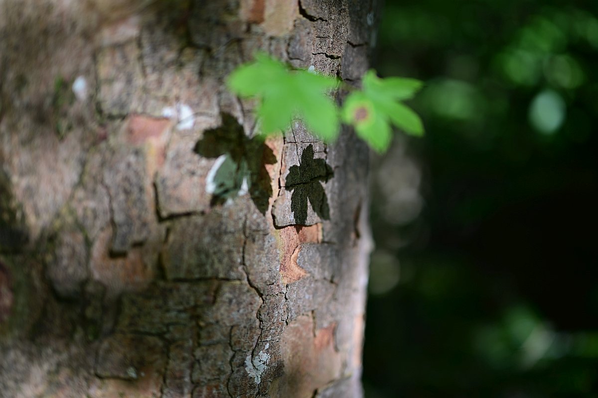 Z50mm_f1.2_Unschärfe 5.jpg