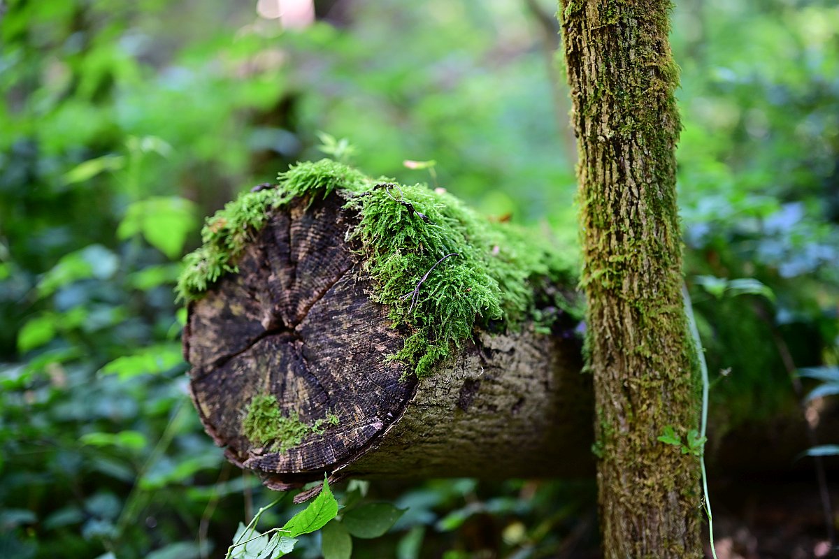 Z50mm_f1.2_Unschärfe.jpg