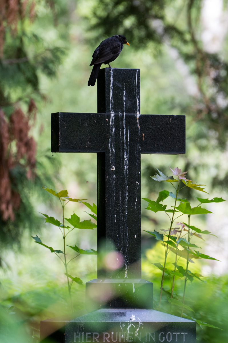 Z62_1787.jpg