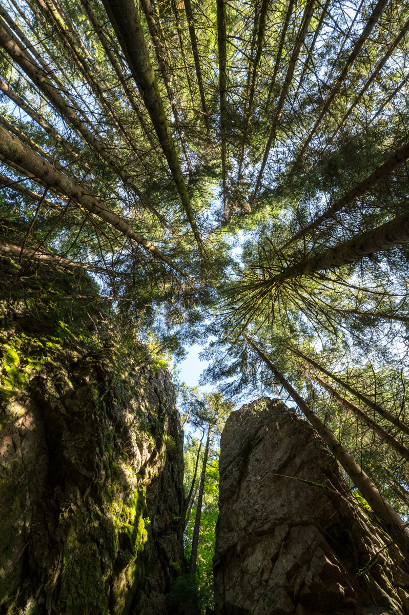 Z62_2511.jpg