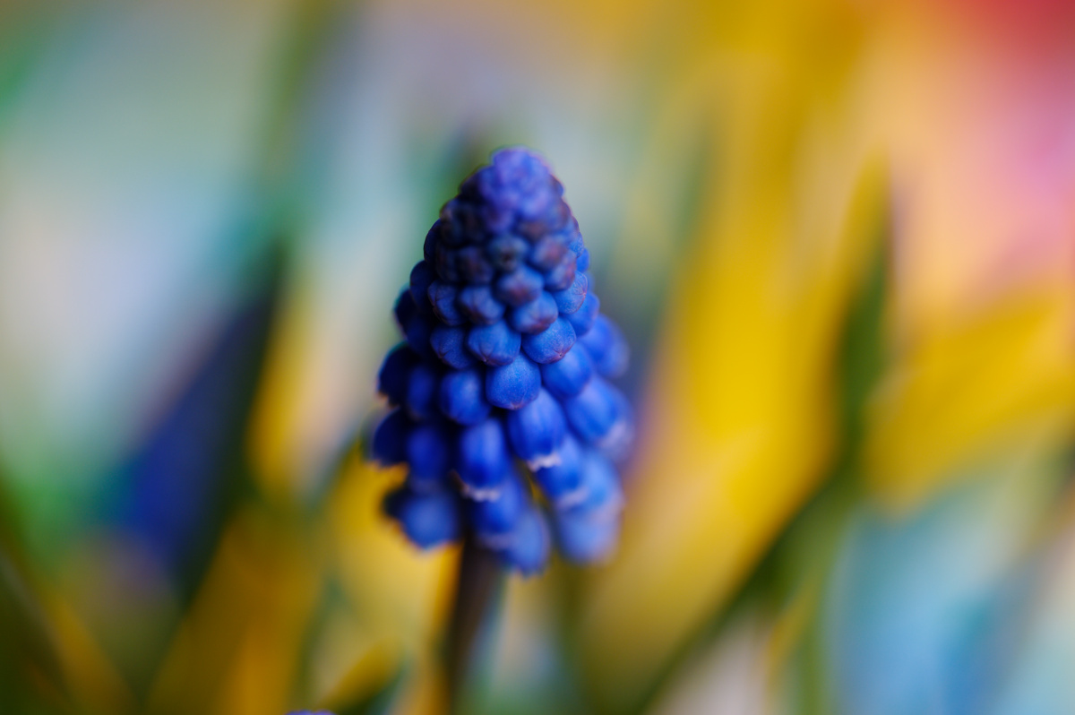 Z62_3891.jpg