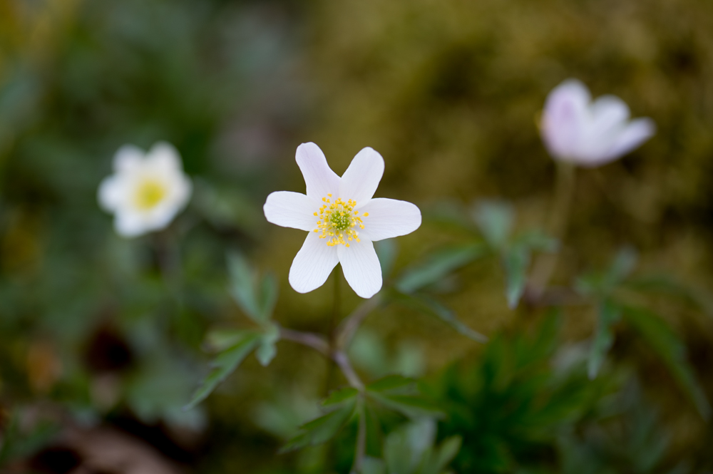 Z62_4048.jpg