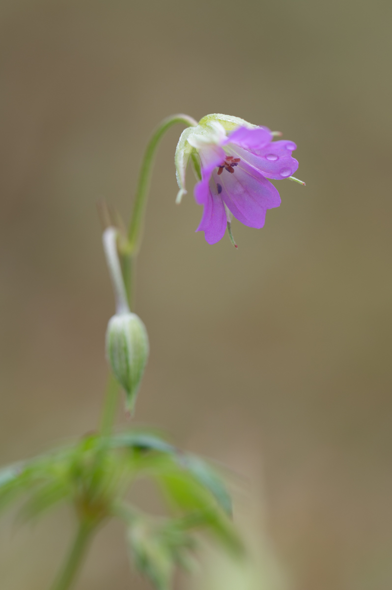 Z62_4808.jpg