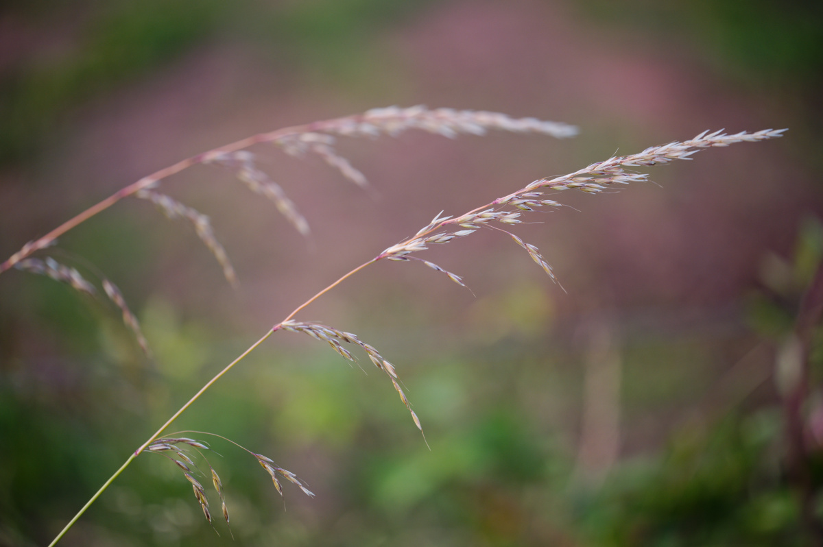 Z62_5923.jpg