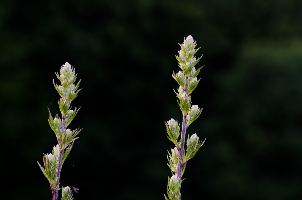 Z62_6002.jpg