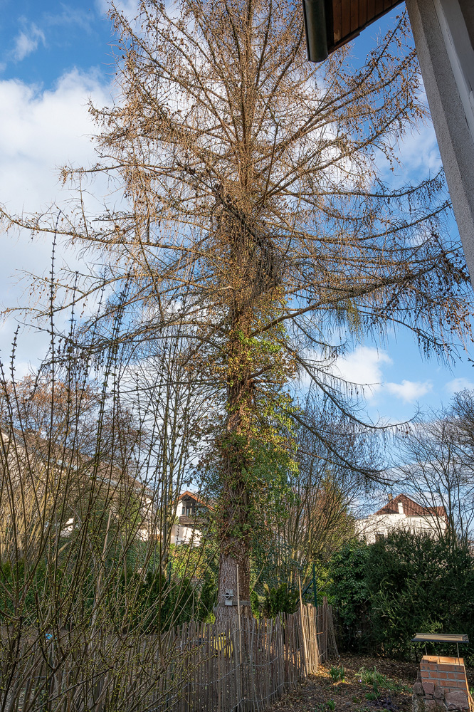 Z6H_0061.jpg