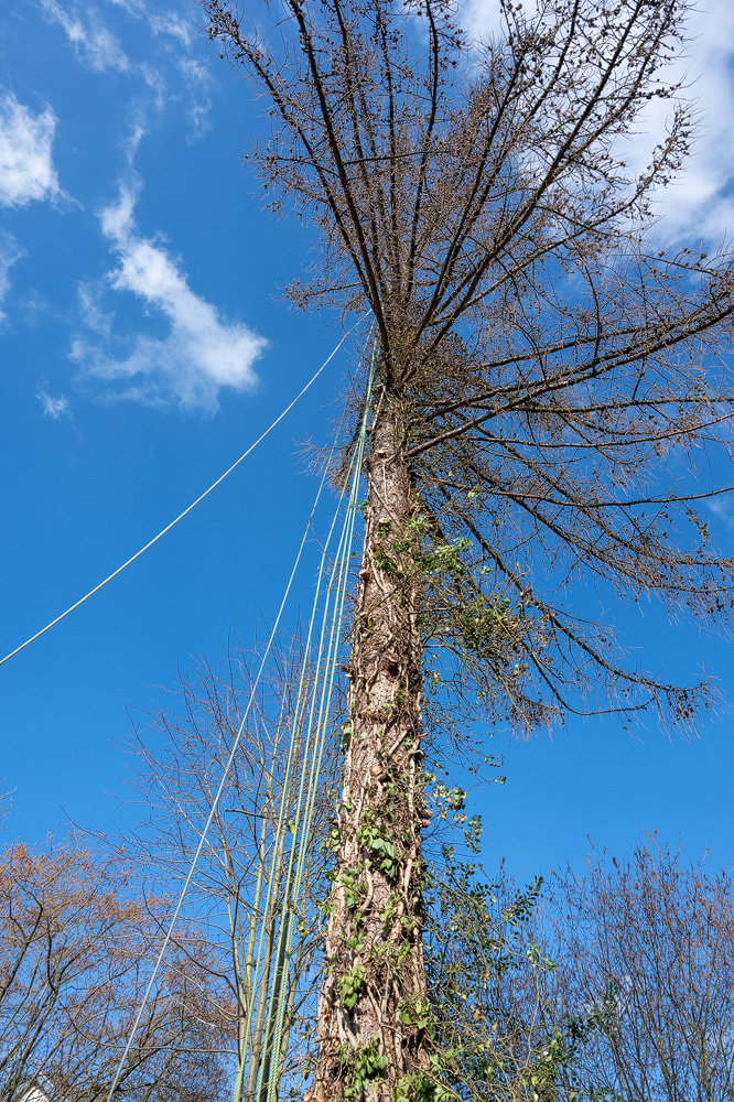 Z6H_0090.jpg