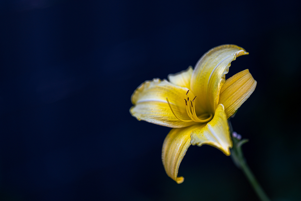 Z6H_0903.jpg