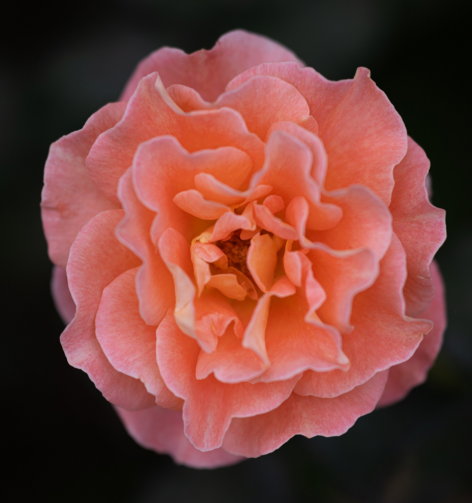 Z7H_2253.jpg