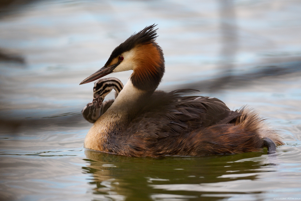 Z7II_400_2.8-DSC_0282.jpg