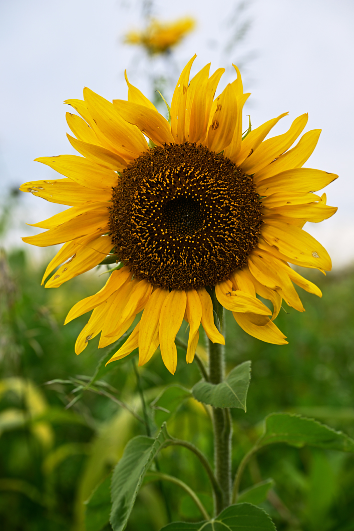 Z8A_0347t2l2fks40p1.jpg