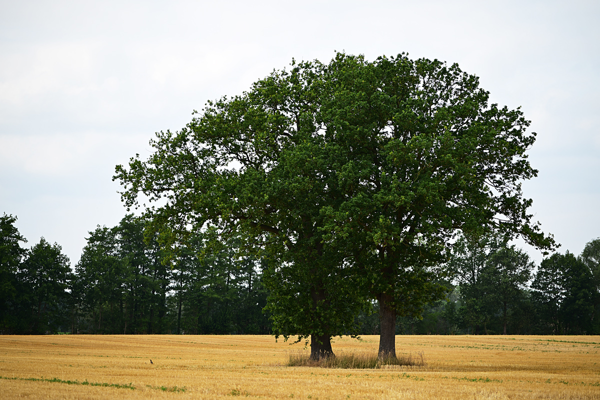 Z8A_2382fks40p1.jpg
