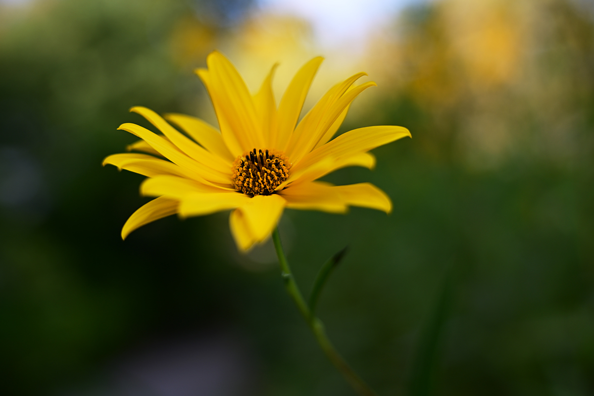 Z8A_3432fks40p1.jpg