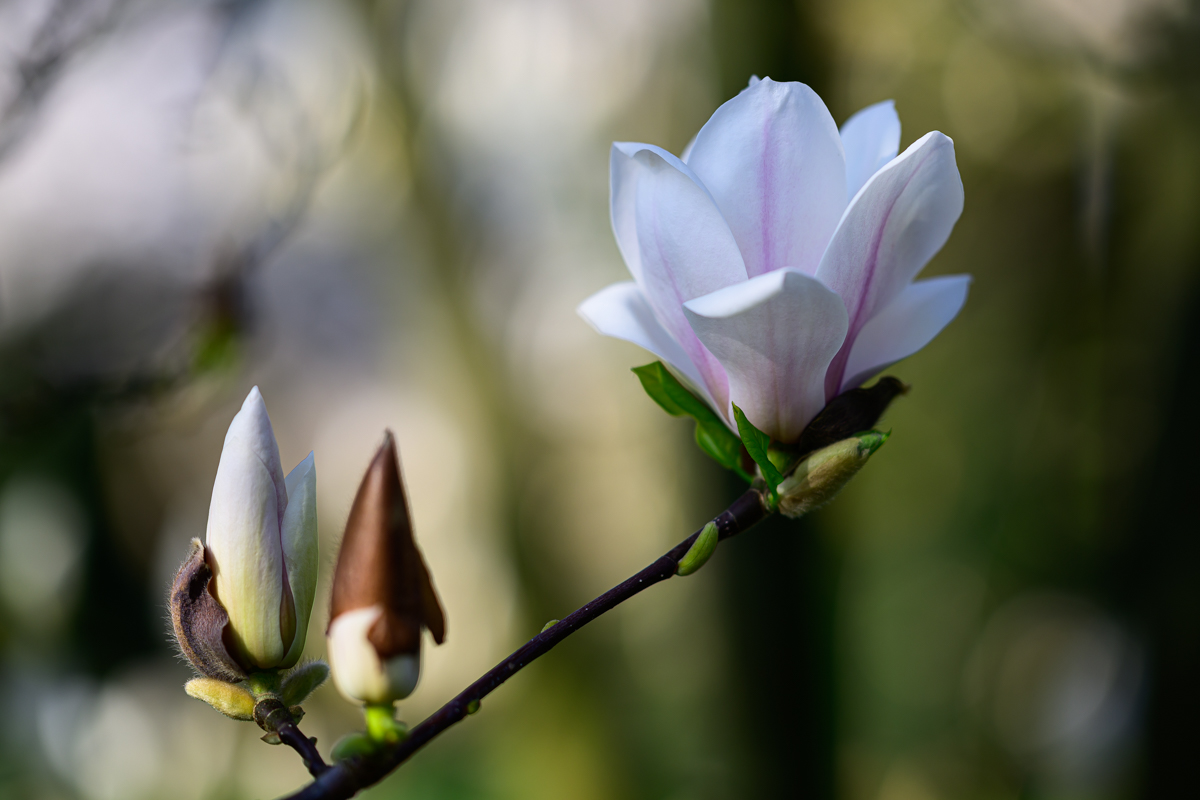 Z8A_7494.jpg