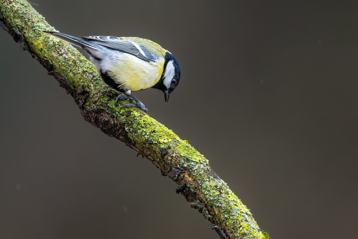 Z91_5864.jpg