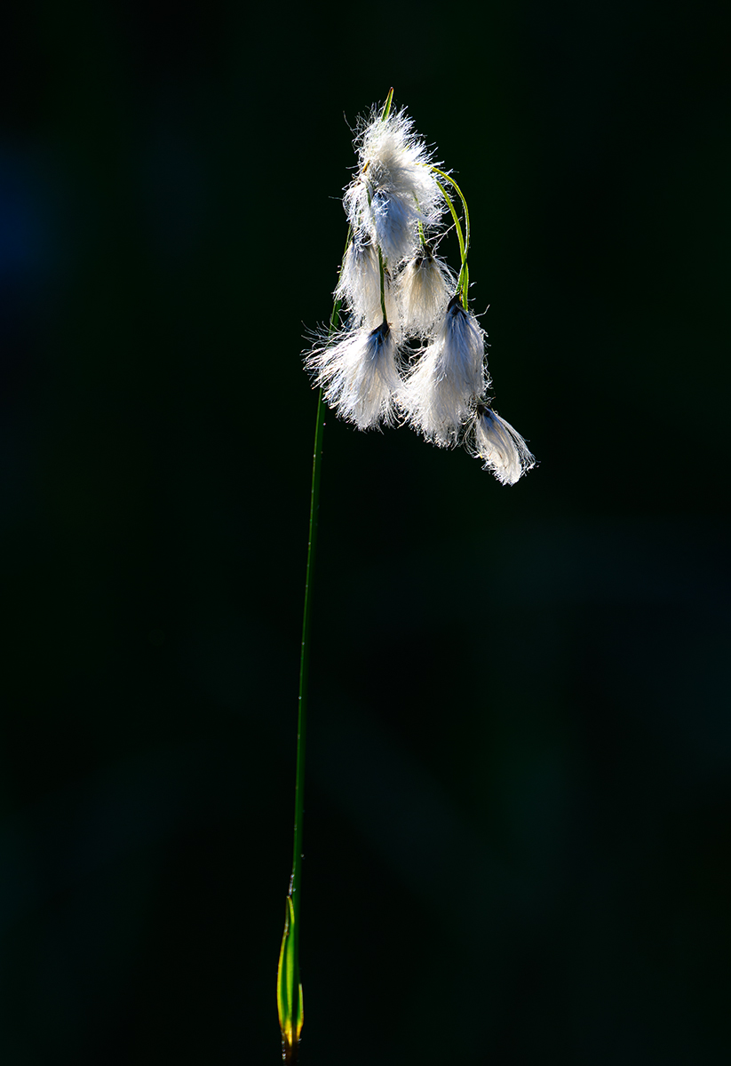 Z9A_4949-NEF.jpg