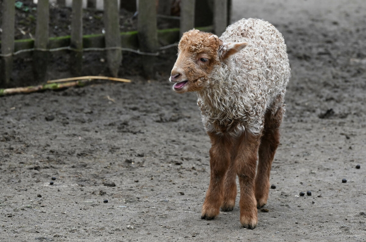 Zackelschaf Junges.jpg