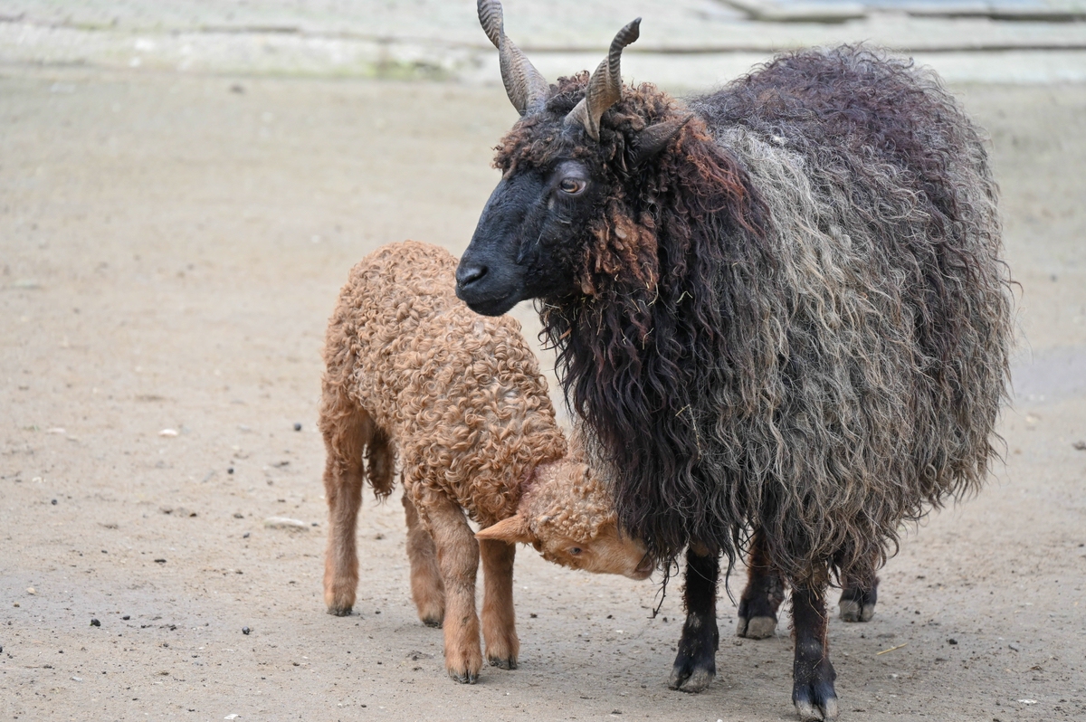 Zackelschaf mit Jungem.jpg