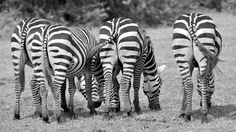Zebraärsche 
Lake Manyara NP
9869 sw