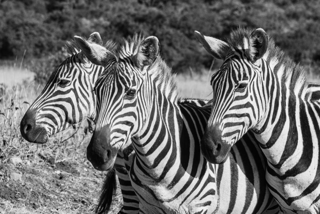 Zebra 2 Nairobi NP