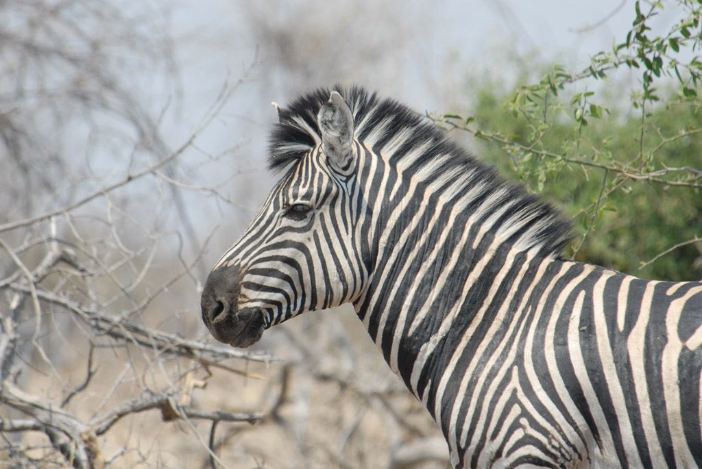 Zebra
Brennweite 400, 1/180sek, ISO 100, F7,1
Aufgenommen freihand, Chobe