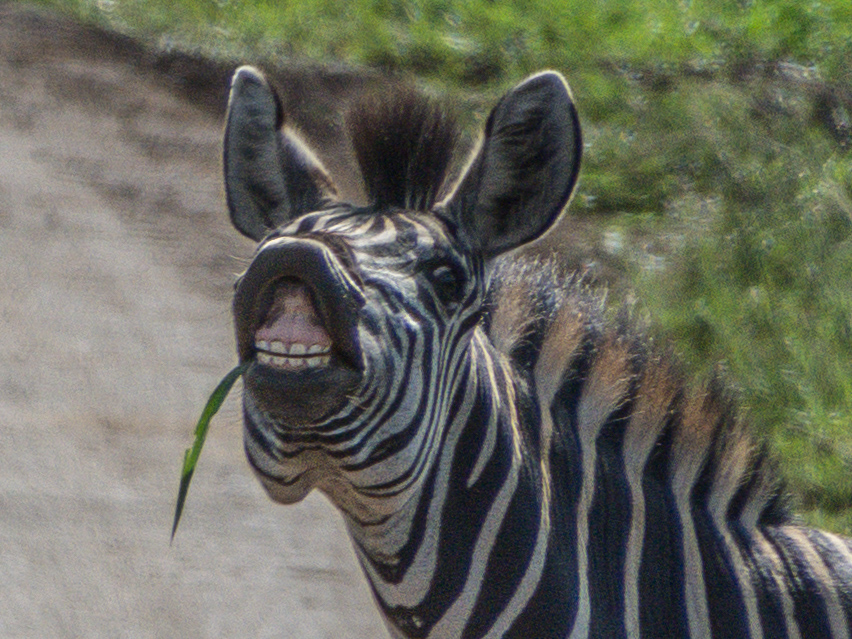Zebra Hluhluwe iMfolozi NP ZA