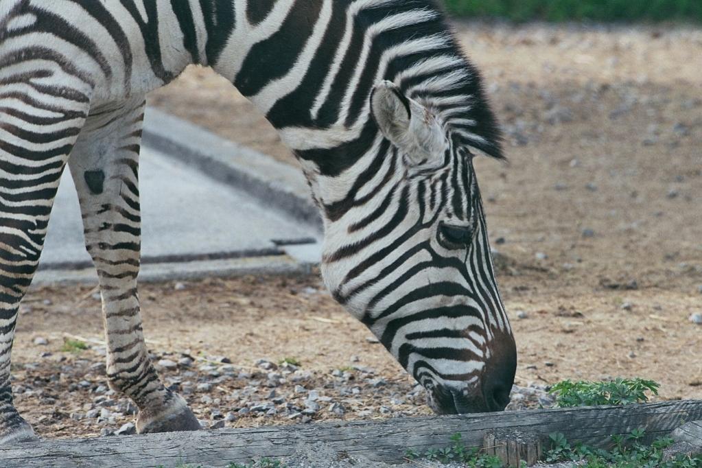 Zebra in Privatzoo
Aufnahme "frei Hand"