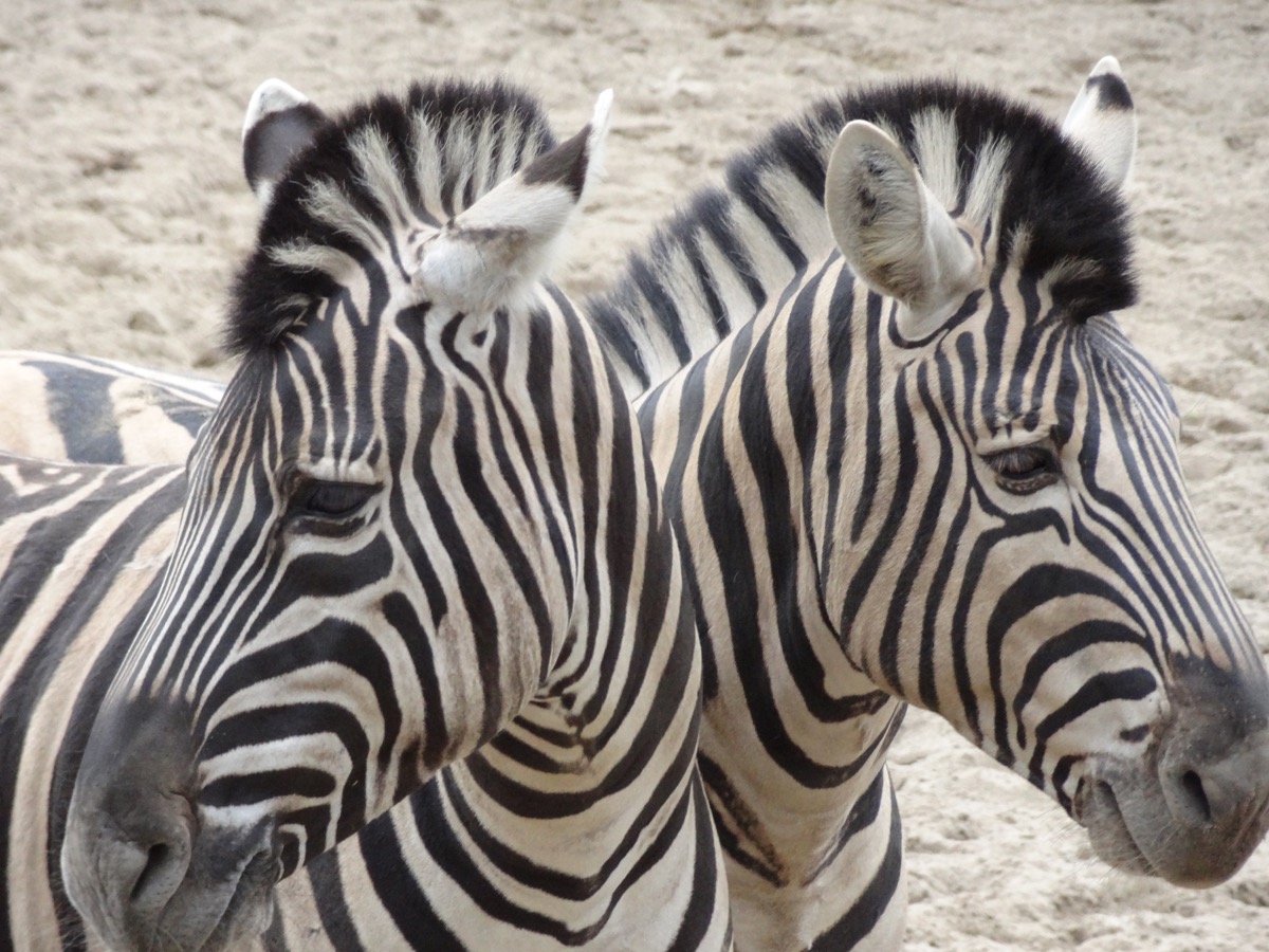 Zebra vorm Spiegel?